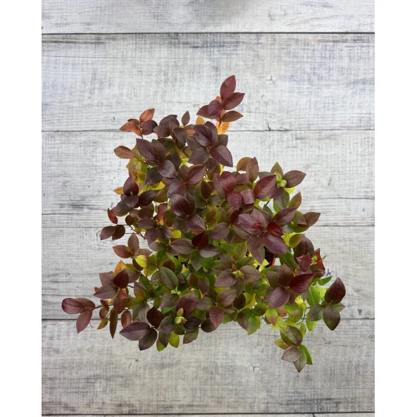 'Alvar' - borówka tarasowa
Vaccinium angustifolium x Vaccinium corymbosum 'Alvar'