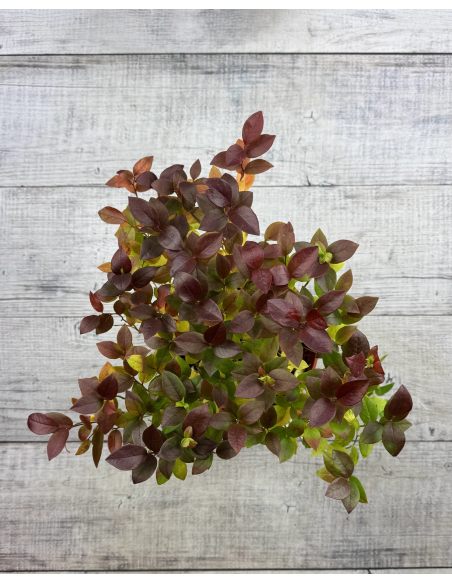 'Alvar' - borówka tarasowa
Vaccinium angustifolium x Vaccinium corymbosum 'Alvar'