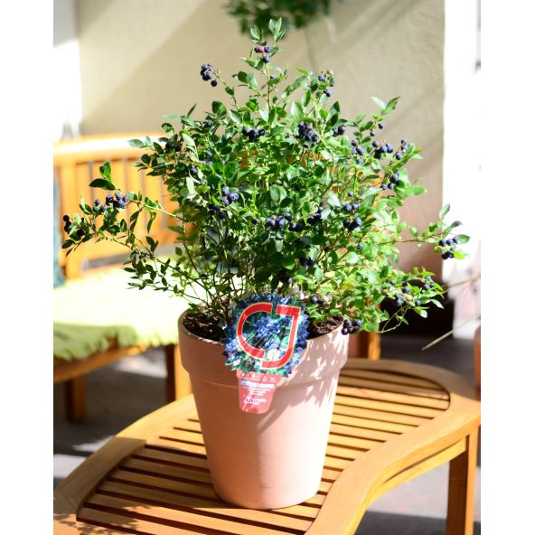 'Arto' - borówka tarasowa
Vaccinium angustifolium x Vaccinium corymbosum 'Arto'