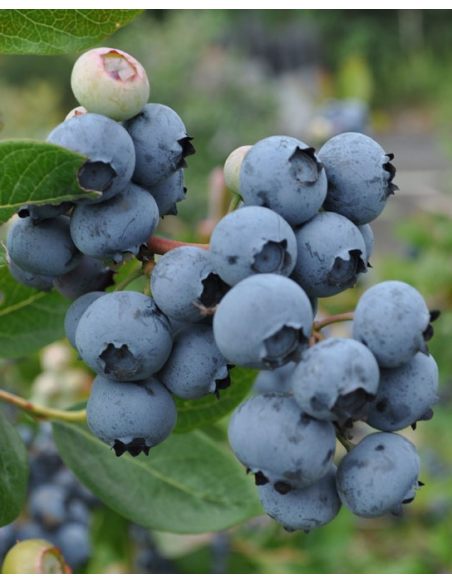'Jorma' - borówka tarasowa
Vaccinium angustifolium x Vaccinium corymbosum 'Jorma'