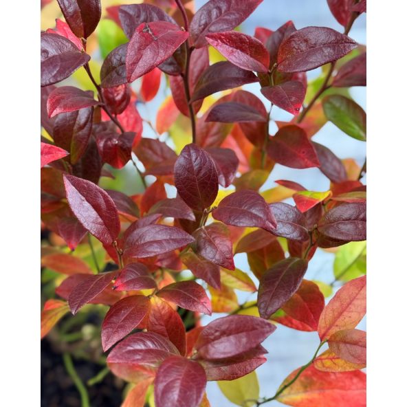 'Jorma' - borówka tarasowa
Vaccinium angustifolium x Vaccinium corymbosum 'Jorma'