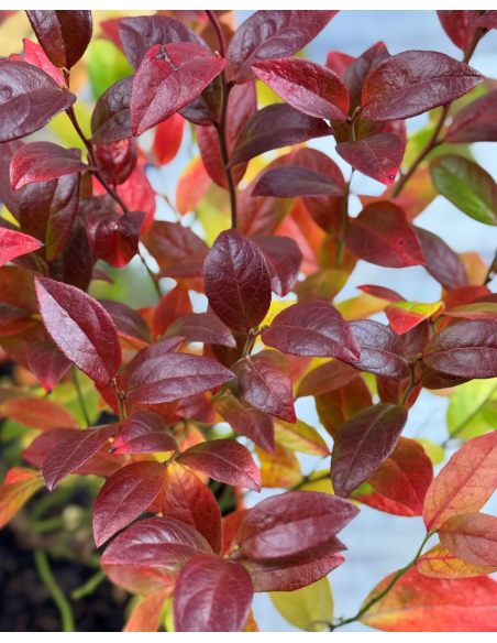 'Jorma' - borówka tarasowa
Vaccinium angustifolium x Vaccinium corymbosum 'Jorma'