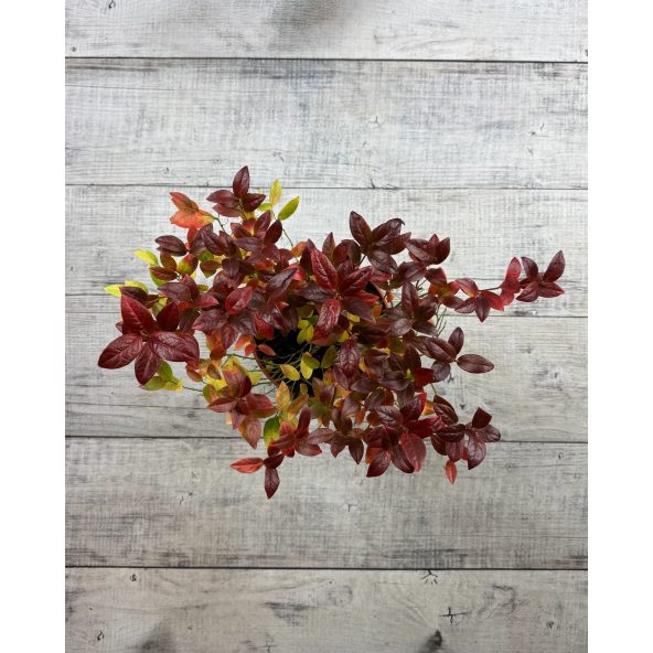 'Jorma' - borówka tarasowa
Vaccinium angustifolium x Vaccinium corymbosum 'Jorma'