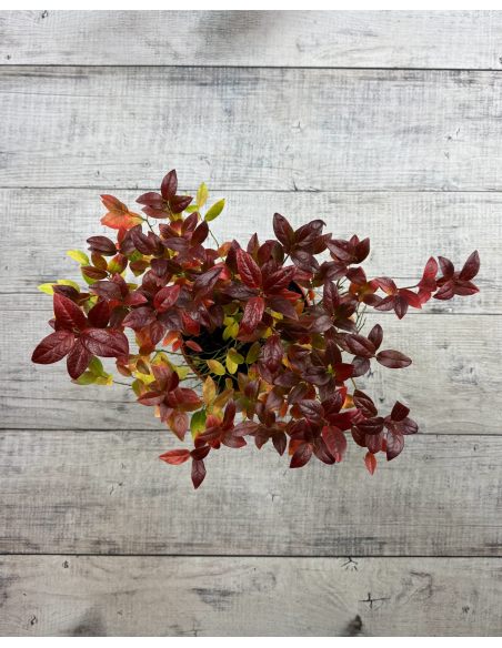 'Jorma' - borówka tarasowa
Vaccinium angustifolium x Vaccinium corymbosum 'Jorma'