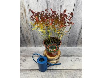 'Jorma' - borówka tarasowa
Vaccinium angustifolium x Vaccinium corymbosum 'Jorma' 2