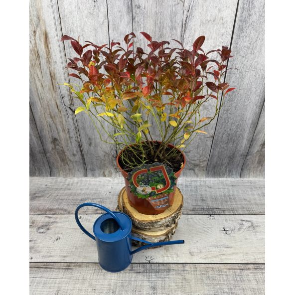 'Jorma' - borówka tarasowa
Vaccinium angustifolium x Vaccinium corymbosum 'Jorma'