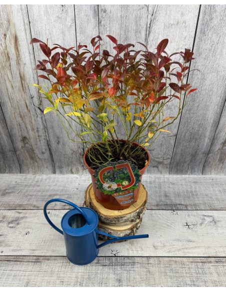 'Jorma' - borówka tarasowa
Vaccinium angustifolium x Vaccinium corymbosum 'Jorma'