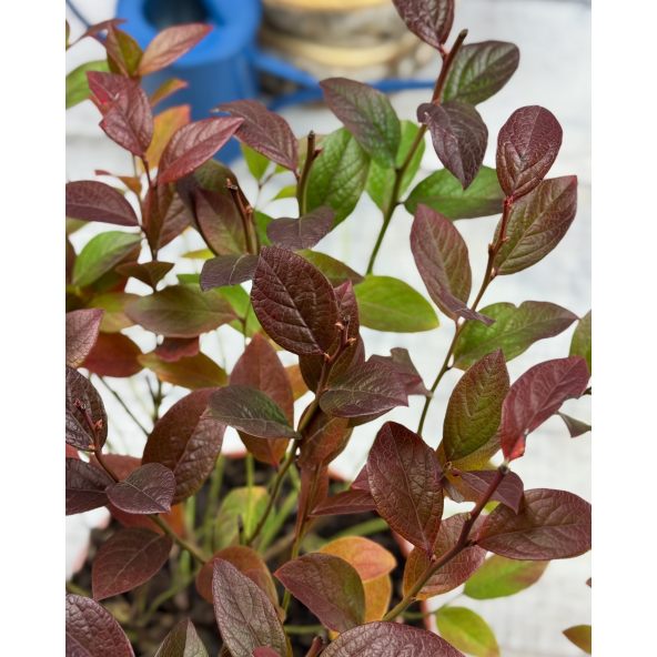 'Arto' - borówka tarasowa
Vaccinium angustifolium x Vaccinium corymbosum 'Arto'