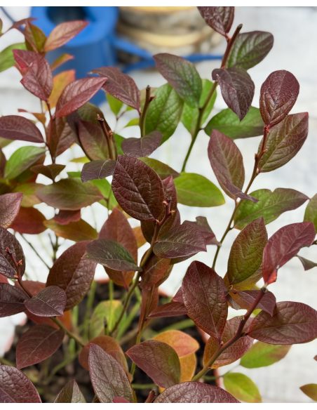 'Arto' - borówka tarasowa
Vaccinium angustifolium x Vaccinium corymbosum 'Arto'