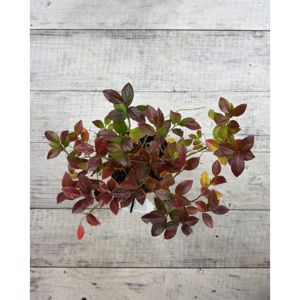 'Arto' - borówka tarasowa
Vaccinium angustifolium x Vaccinium corymbosum 'Arto'