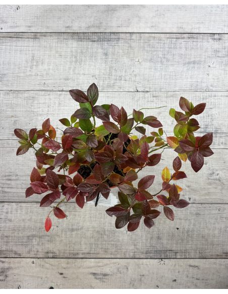 'Arto' - borówka tarasowa
Vaccinium angustifolium x Vaccinium corymbosum 'Arto'