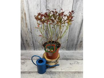 'Arto' - borówka tarasowa
Vaccinium angustifolium x Vaccinium corymbosum 'Arto' 2