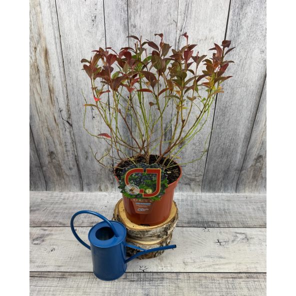 'Arto' - borówka tarasowa
Vaccinium angustifolium x Vaccinium corymbosum 'Arto'