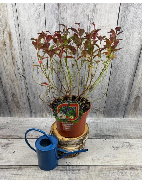 'Arto' - borówka tarasowa
Vaccinium angustifolium x Vaccinium corymbosum 'Arto'