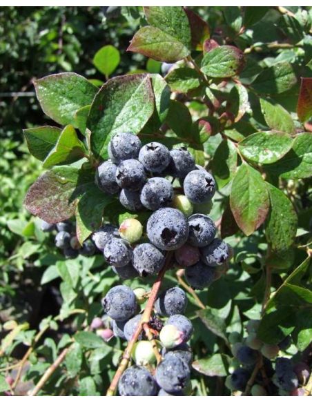 'Arto' - borówka tarasowa
Vaccinium angustifolium x Vaccinium corymbosum 'Arto'