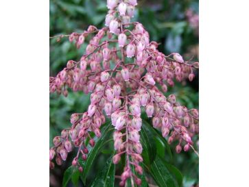 'Boltman’s Pink' - pieris japoński
Pieris japonica 'Boltman’s Pink'