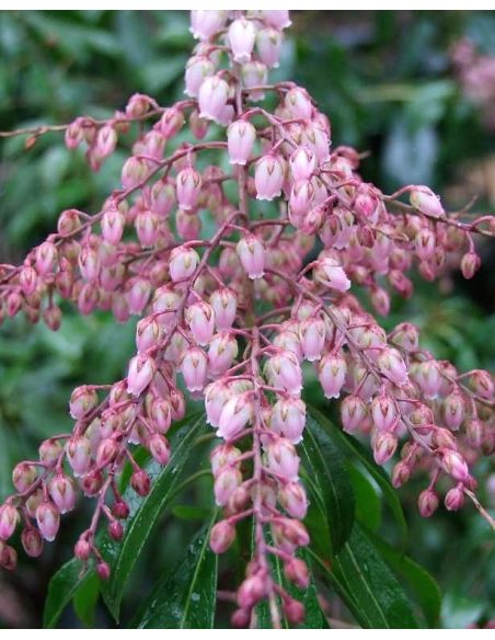 'Boltman’s Pink' - pieris japoński
Pieris japonica 'Boltman’s Pink'