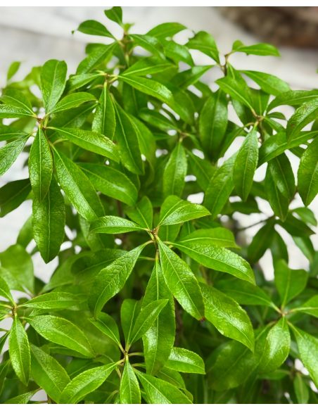 'Boltman’s Pink' - pieris japoński
Pieris japonica 'Boltman’s Pink'