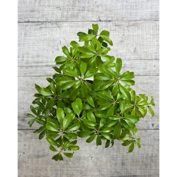 'Boltman’s Pink' - pieris japoński
Pieris japonica 'Boltman’s Pink'