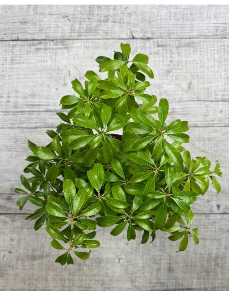 'Boltman’s Pink' - pieris japoński
Pieris japonica 'Boltman’s Pink'