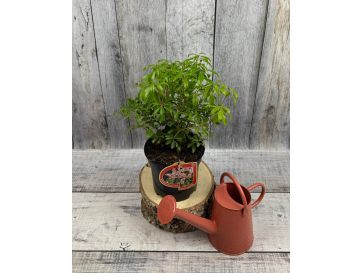 'Boltman’s Pink' - pieris japoński
Pieris japonica 'Boltman’s Pink' 2