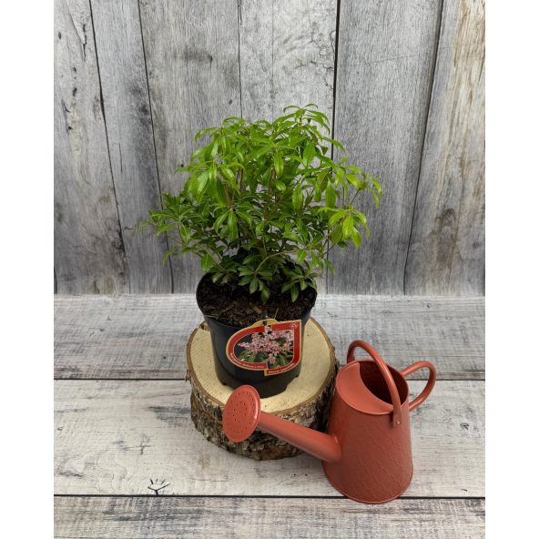 'Boltman’s Pink' - pieris japoński
Pieris japonica 'Boltman’s Pink'