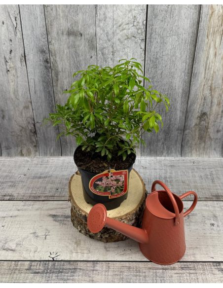 'Boltman’s Pink' - pieris japoński
Pieris japonica 'Boltman’s Pink'