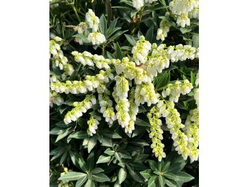 'Carnaval' - pieris japoński
Pieris japonica 'Carnaval'