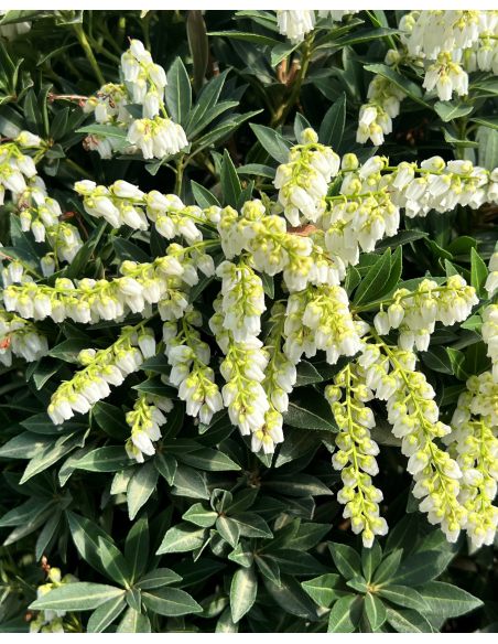 'Carnaval' - pieris japoński
Pieris japonica 'Carnaval'