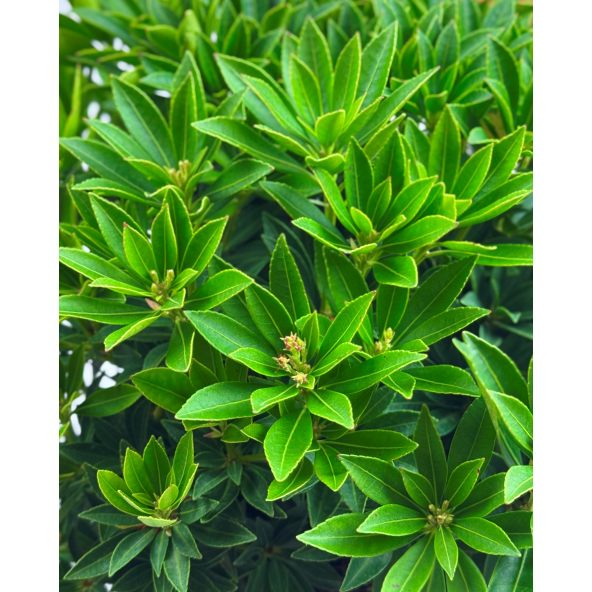 'Carnaval' - pieris japoński
Pieris japonica 'Carnaval'