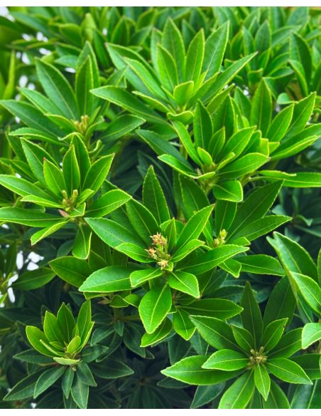 'Carnaval' - pieris japoński
Pieris japonica 'Carnaval'