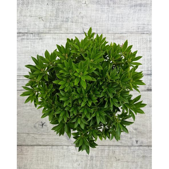 'Carnaval' - pieris japoński
Pieris japonica 'Carnaval'