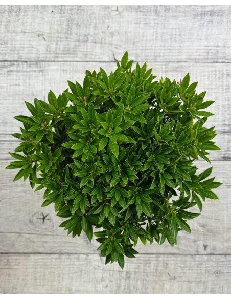 'Carnaval' - pieris japoński
Pieris japonica 'Carnaval'