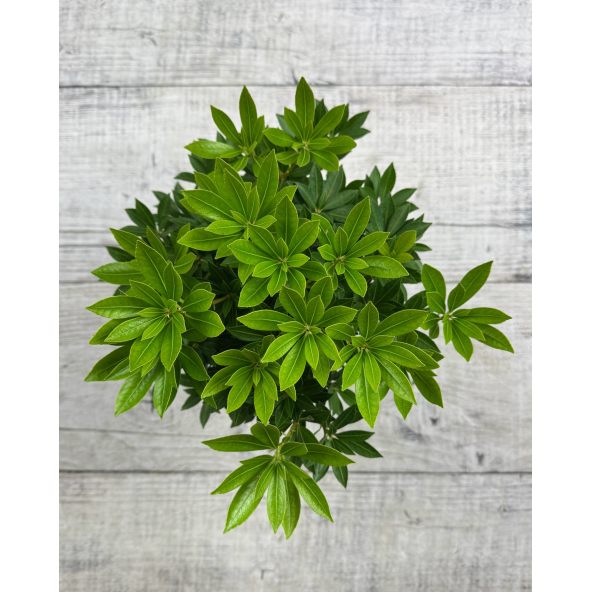 'Carnaval' - pieris japoński
Pieris japonica 'Carnaval'