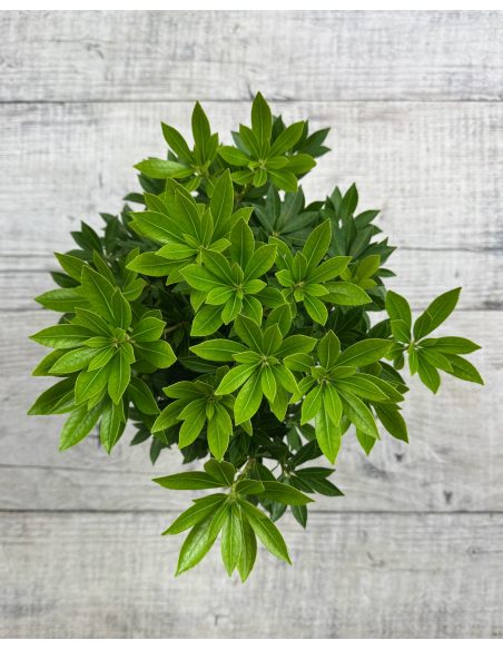 'Carnaval' - pieris japoński
Pieris japonica 'Carnaval'