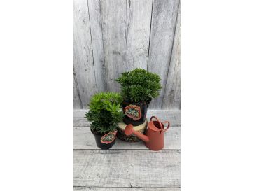 'Carnaval' - pieris japoński
Pieris japonica 'Carnaval' 2