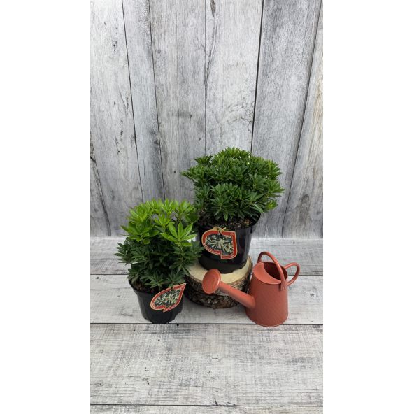 'Carnaval' - pieris japoński
Pieris japonica 'Carnaval'