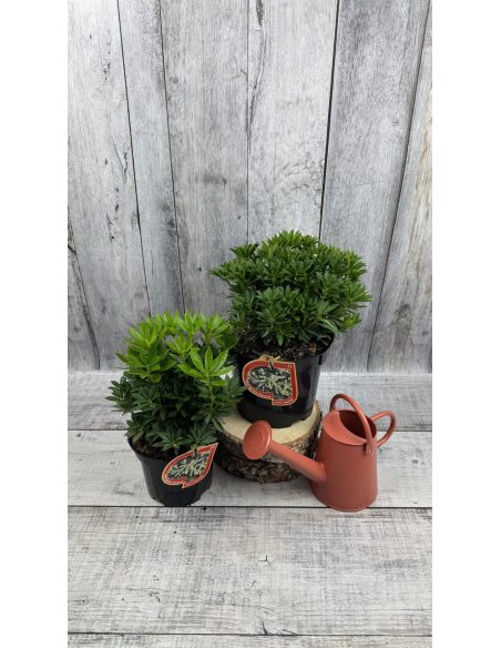 'Carnaval' - pieris japoński
Pieris japonica 'Carnaval'