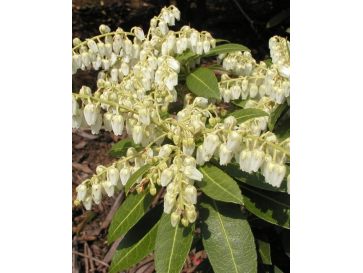 'Cavatine' - pieris japoński
Pieris japonica 'Cavatine'