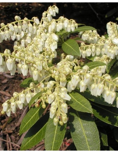 'Cavatine' - pieris japoński
Pieris japonica 'Cavatine'