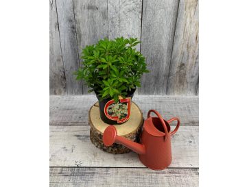 'Cavatine' - pieris japoński
Pieris japonica 'Cavatine' 2