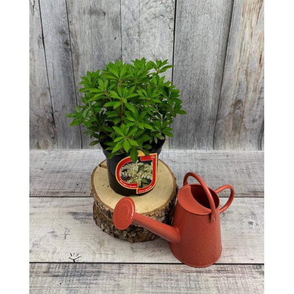 'Cavatine' - pieris japoński
Pieris japonica 'Cavatine'