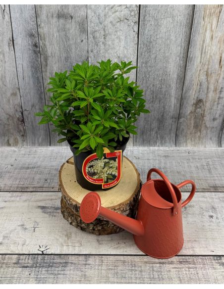 'Cavatine' - pieris japoński
Pieris japonica 'Cavatine'