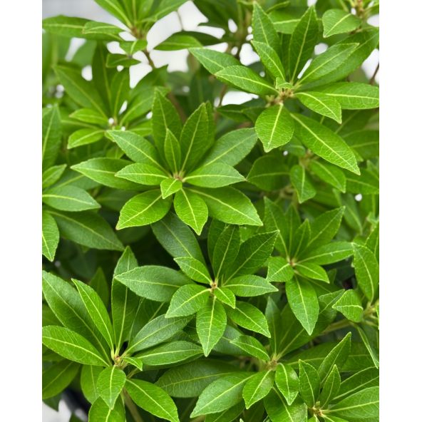 'Cavatine' - pieris japoński
Pieris japonica 'Cavatine'