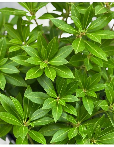 'Cavatine' - pieris japoński
Pieris japonica 'Cavatine'