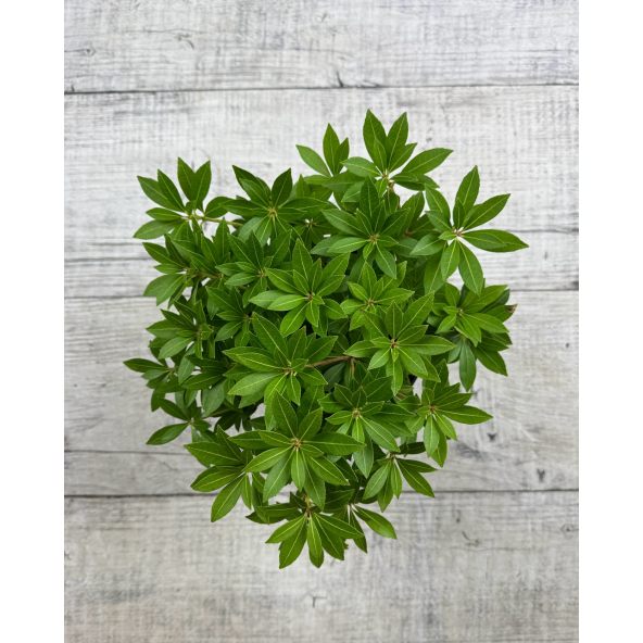 'Cavatine' - pieris japoński
Pieris japonica 'Cavatine'