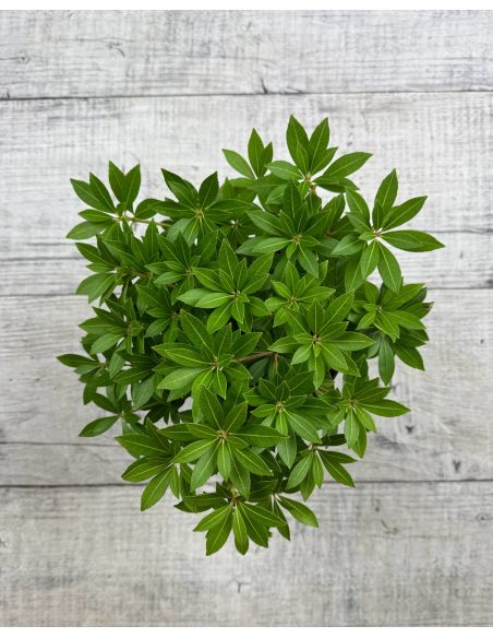 'Cavatine' - pieris japoński
Pieris japonica 'Cavatine'