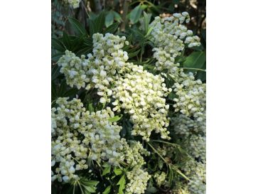 'Debutante' - pieris japoński
Pieris japonica 'Debutante'