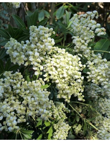 'Debutante' - pieris japoński
Pieris japonica 'Debutante'