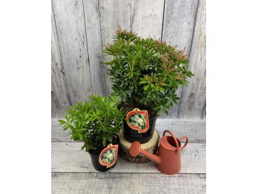 'Debutante' - pieris japoński
Pieris japonica 'Debutante' 2